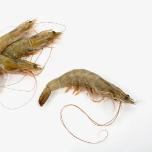Crustaceans Collection: Indian White Prawn
