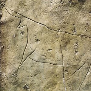 Italy, Sicily Region, surroundings of Palermo. Prehistory, paleolithic. Addaura Grottoe, rock drawing with bovine figures