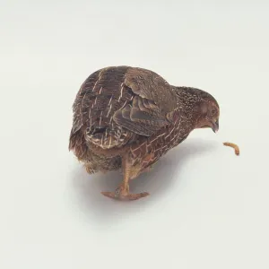 Japanese Quail (Coturnix japonica) looking at larva on floor, close-up