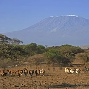 Kenya, Amboseli National Park, herd of cattle under Mount Kilimanjaro