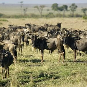 Kenya, Masai Mara National Reserve, herd of wildebeest in grassland