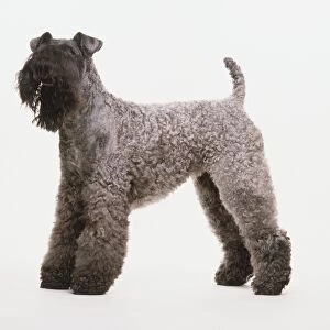 A Kerry blue terrier with a grey curly coat, side view