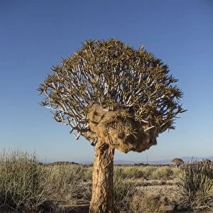 Kokerboom tree