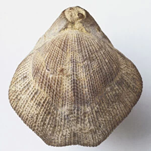 Lamp shell of the Dictyothyris coarctata (Parkinson), which lived in soft, muddy sediments attached to shelly fragments