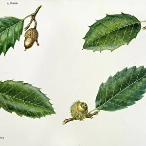Leaves and acorns of Kermes Oak Quercus coccifera, Holm Oak Quercus ilex, Cork Oak Quercus suber, Macedonian Oak Quercus trojana, illustration