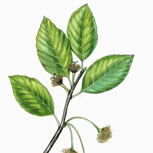 Leaves and flowers of Beech tree Fagus, illustration