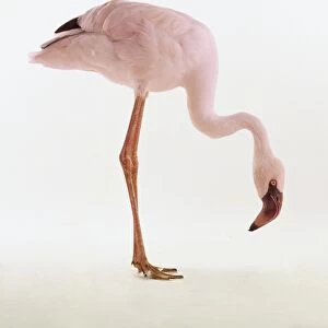 Lesser Flamingo, Phoeniconaias minor, bending down