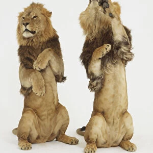 Two Lions (Panthera leo) standing upright on their hind legs, front view