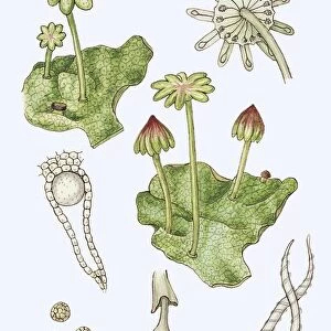 Liverwort (Marchantia polymorpha), illustration