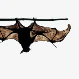 Pteropodidae Framed Art Print Collection: Lyles Flying Fox