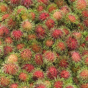 Malaysia, Nephelium lappaceum (Rambutan), fruit on stall at Kuala Lumpurs Chow Kit Market