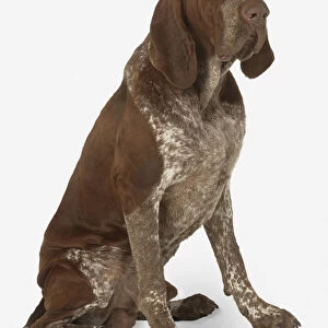 Male chestnut brown and white Bracco Italiano dog, sitting