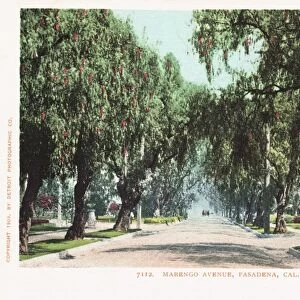 Marengo Avenue, Pasadena, Cal. Postcard. 1903, Marengo Avenue, Pasadena, Cal. Postcard