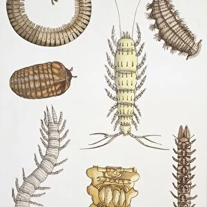 Insects Collection: Symphyla