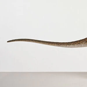 Model of a Hypsilophodon dinosaur, side view