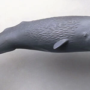 Model of Sperm whale (Physeter macrocephalus)