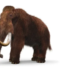 Model of Wooly Mammoth (Mammuthus primigenius)