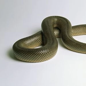 Mole snake (Pseudaspis cana), scaly brown snake, curled up