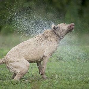 Mongrel dog shaking body to remove water from wet fur