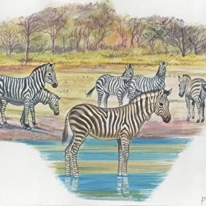 Mountain Zebras Equus zebra, illustration