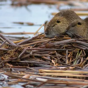 Coypu