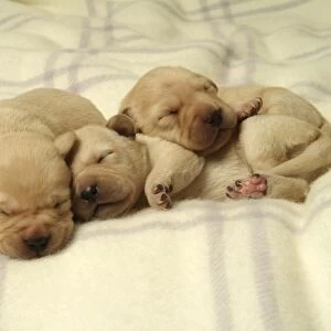 Three newborn Labrador puppies sleeping on wool blanket