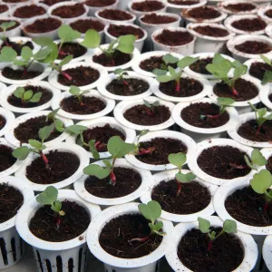 Organic hydroponic vegetable farm. Lettuce rows in greenhouse. Dalat. Vietnam