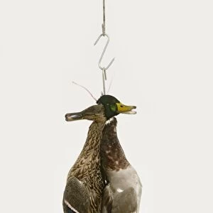 Pair of dead mallard ducks hanging from hook, close-up