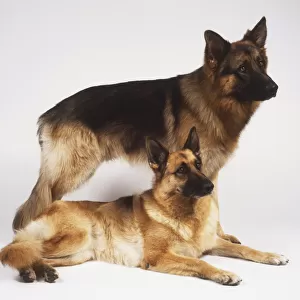 Pair of German Shepherd Dogs (Canis familiaris), one standing up and the other lying down, both facing sideways