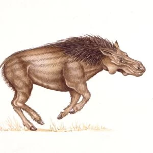 Palaeozoology, Pliocene / Pleistocene period, Extinct mammals, Metridiochoerus (Suidae), illustration by Catherine Constable