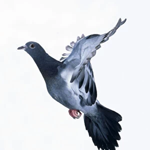 Pigeon (Columba livia) in flight, side view