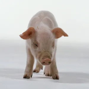 Pink piglet (Sus domestica), looking downwards