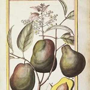 Plant with fruits, watercolor