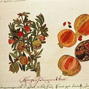 Pomegranate tree (Punica Granatum) and fruit from Southern America, drawing, 1600-1625