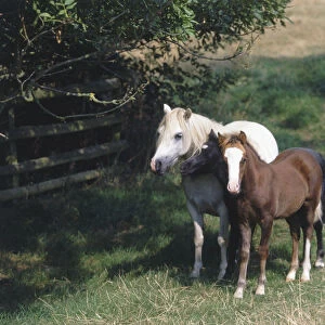 Three Ponies (Equus caballus) roaming sunny field, front view