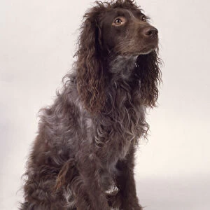 Pont-Audemer Spaniel or Epagneul Pont-Audemer showing wavy brown and white coat, sitting