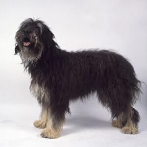 Portuguese Sheepdog: Black long haired Cao da Serra de Aires dog with tan markings