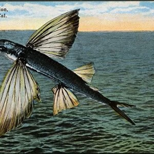 Postcard of Flying Fish. ca. 1915, Flying Fish, Avalon, Catalina Island, Cal
