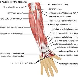 The posterior view of the muscles of the human forearm