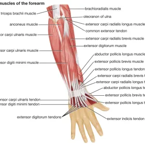 The posterior view of the muscles of the human forearm