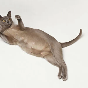Pregnant Oriental Shorthair Cat (Felis catus) lying on its back, view from above