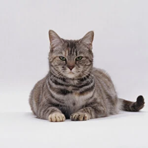 Pregnant tortie-tabby cat with green eyes, lying down
