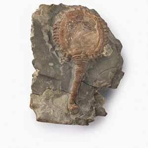 Pseudocrinites magnificus, cystoid fossilized in Wenlock limestone, featuring rhombic respiratory pore