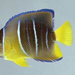 Queen angelfish (Holacanthus ciliaris), striped yellow and blue fish, side view