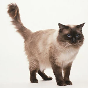 A Ragdoll cat standing up with blue eyes and cream fur with dark brown points and tail up in the air