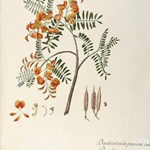 Rattle Box or Rattle Bush (Daubentonia punicea), Fabaceae, Temperate greenhouse small tree or shrub, native to Central America, watercolor, 1837
