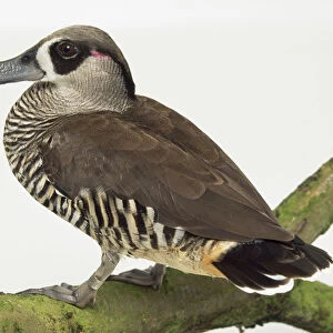 Rear side view of a Pink-Eared Duck, sometimes referred to as the zebra duck, perching on a lichen-covered branch, with head in profile showing the fleshly flap hanging from its bill, and pink ear patch