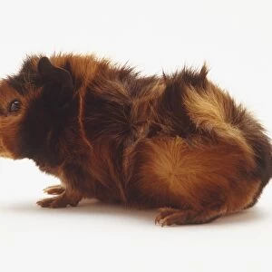 A red-brown guinea pig, side view