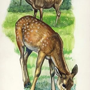 Red Deer Cervus elaphus with young, illustration