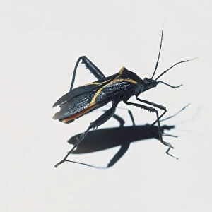 Reduviidae, Assassin Bug, side view